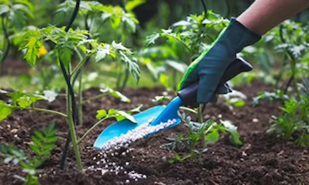 Panduan Dasar Cara Berkebun bagi Pemula - Bunga Garden SAGARA