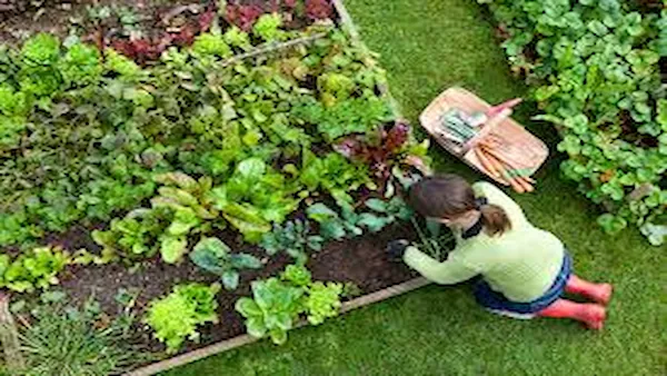 Tips Utama Cara Berkebun bagi Pemula - Bunga Garden SAGARA