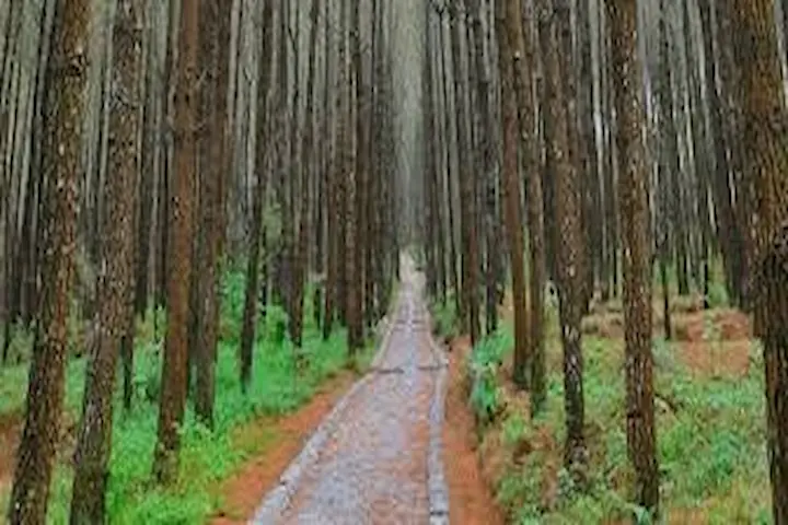 Hutan Pinus Kayon Wisata Alam Populer di Semarang Hutan Pinus Kayon Wisata Alam Populer di Semarang