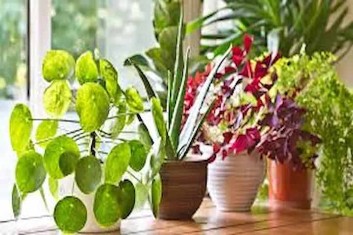 Indoor Plants Tanaman Dalam Ruangan