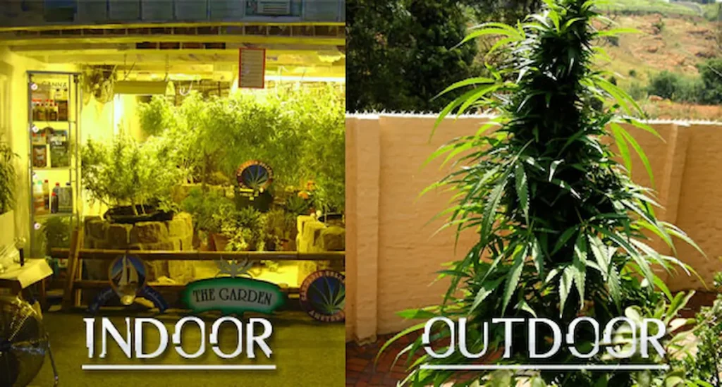 Indoor Plants dan Outdoor Plants