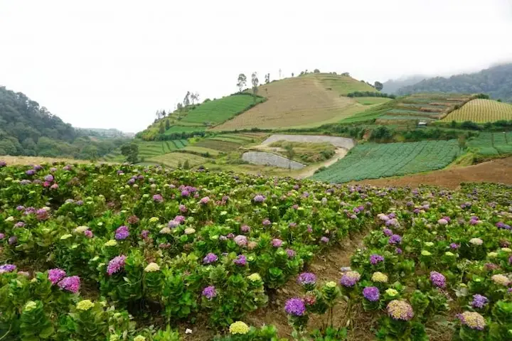 Kebun Bunga Cangar Wisata Taman Bunga di Malang (1)