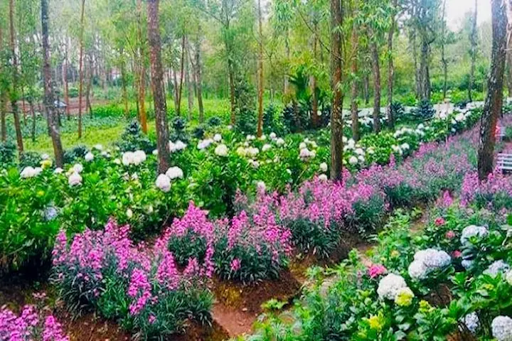 Kebun Bunga Coban Talun Wisata Taman Bunga di Malang