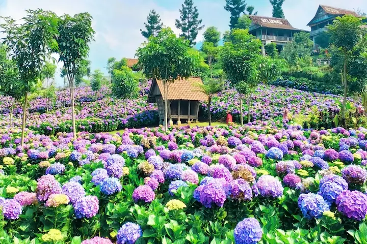 Kebun Bunga Sekarmulyo Wisata Taman Bunga di Malang