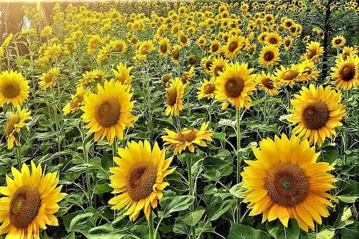 Ladang Bunga Matahari Wisata Taman Bunga di Malang