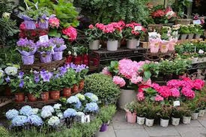 Outdoor Plants Tanaman Luar Ruangan