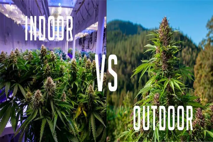 Perbedaan Indoor Plants dan Outdoor Plants