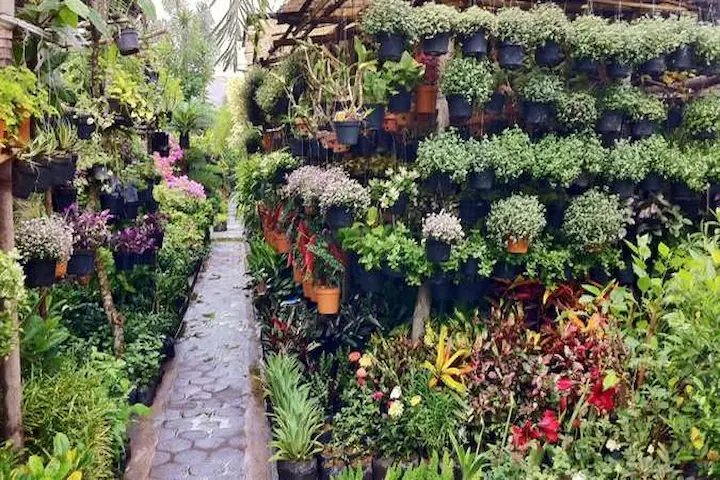 Taman Flora Bratang Taman Instagramable Populer di Surabaya