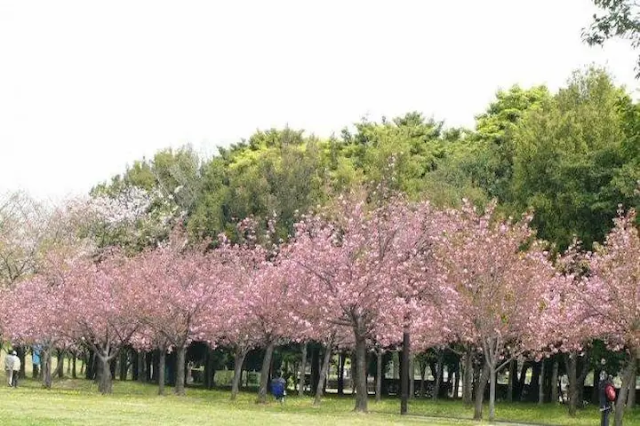 Taman Sakura Keputih Taman Instagramable Populer di Surabaya